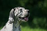 DOGUE ALLEMAND 424